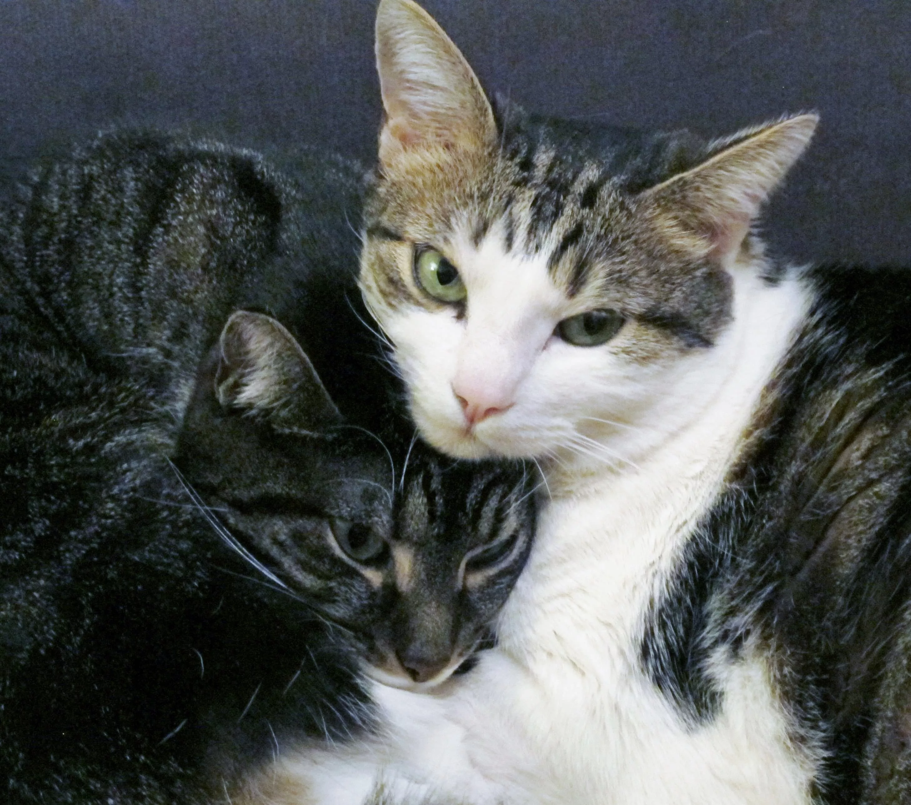 intérieur boutique chatouillez-moi intérieur boutique chatouillez-moi